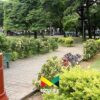 Jardim-Madjermany-16-2