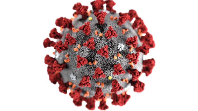 coronavirus-wp