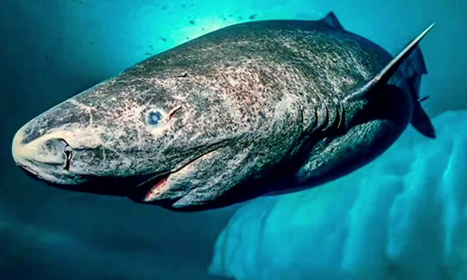 Ciências/Vida selvagem – Tubarão-da-groenlândia: Ciência desvenda pistas sobre a impressionante longevidade dos Tubarão-da-groenlândia