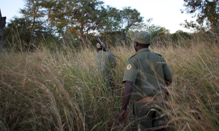 Moçambique/Sociedade: Fiscal morto em emboscada no Parque Nacional da Gorongosa, caça furtiva persiste apesar dos avanços