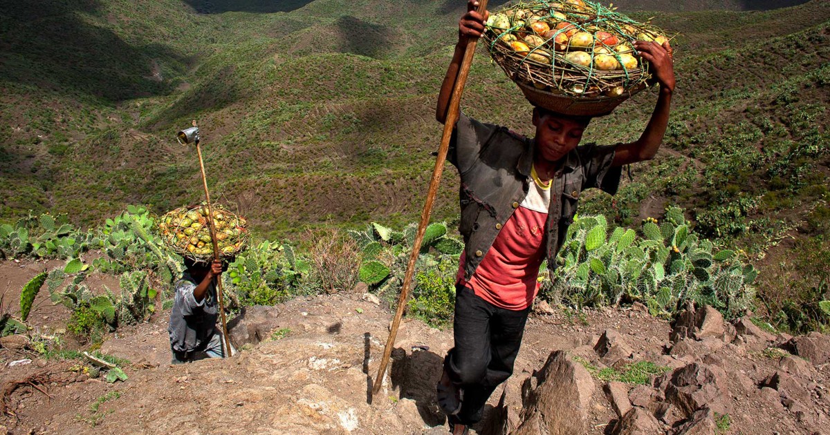 Moçambique/Sociedade: Maputo traça estratégias nacionais para travar a insegurança alimentar