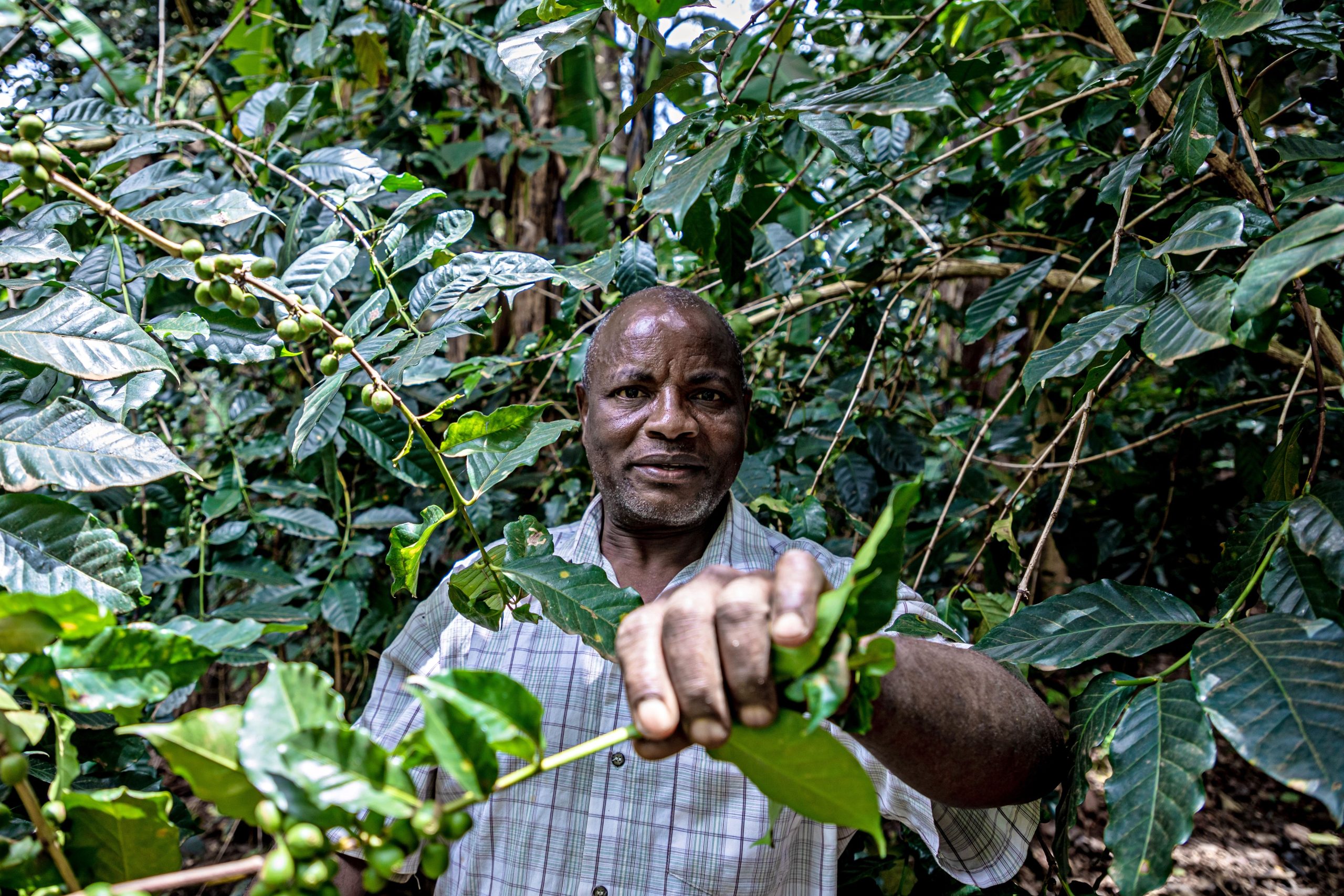 Como a Agricultura Regenerativa e Algas Estão Redefinindo o Desafio Alimentar Global