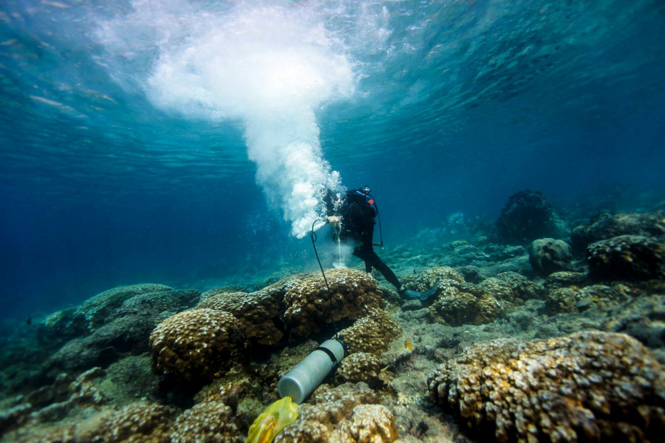 Corais das Galápagos apontam para El Niño mais forte nas últimas quatro décadas