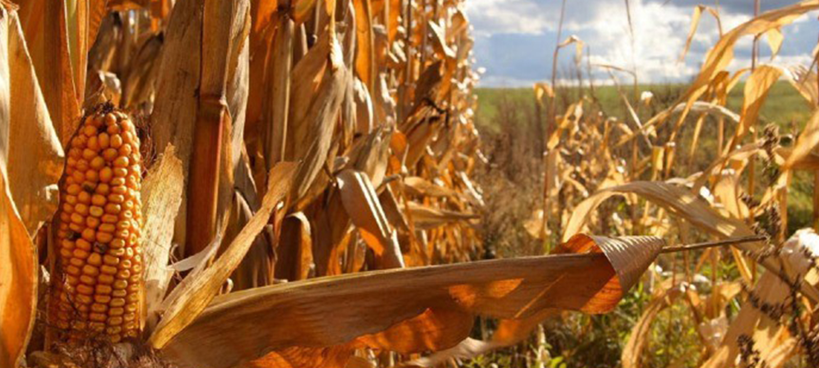 Moçambique enfrenta risco de uma seca histórica alimentada pelo El Niño