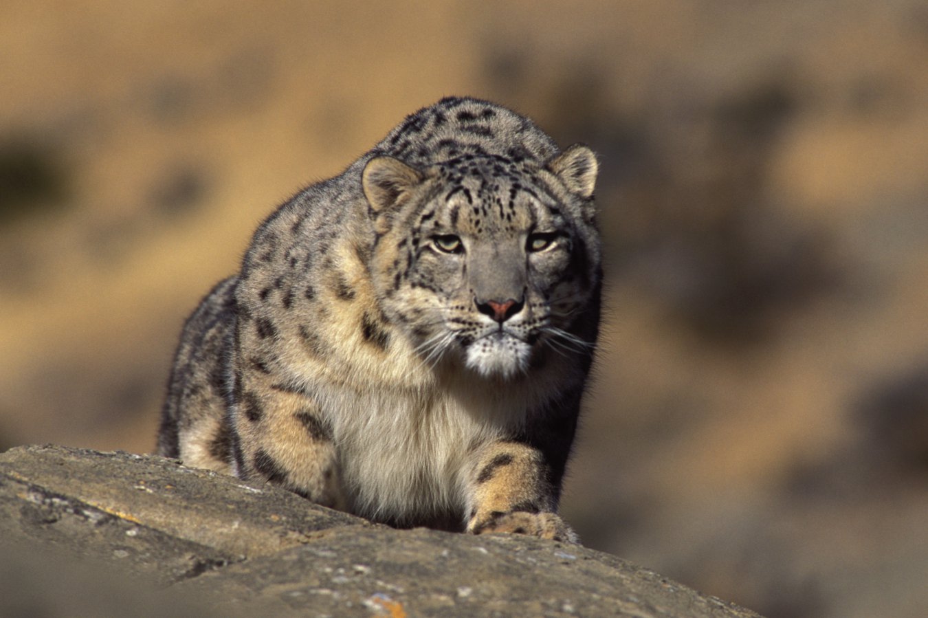 Leopardo-das-neves: o mito que expõe as fragilidades das montanhas