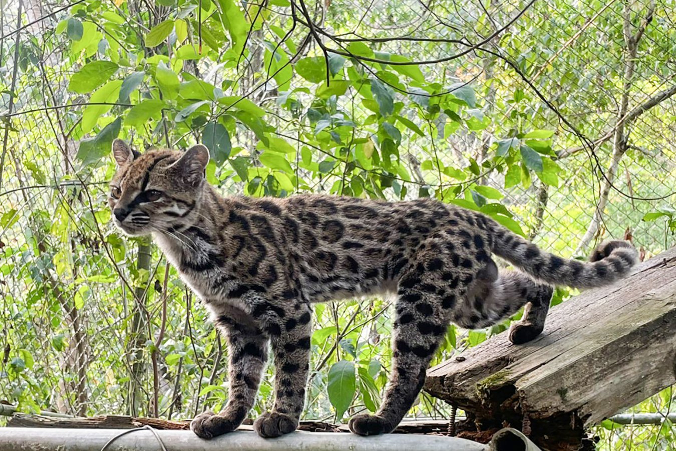 Tilcayo: o novo gato‑tigre que renova a taxonomia felina sul‑americana