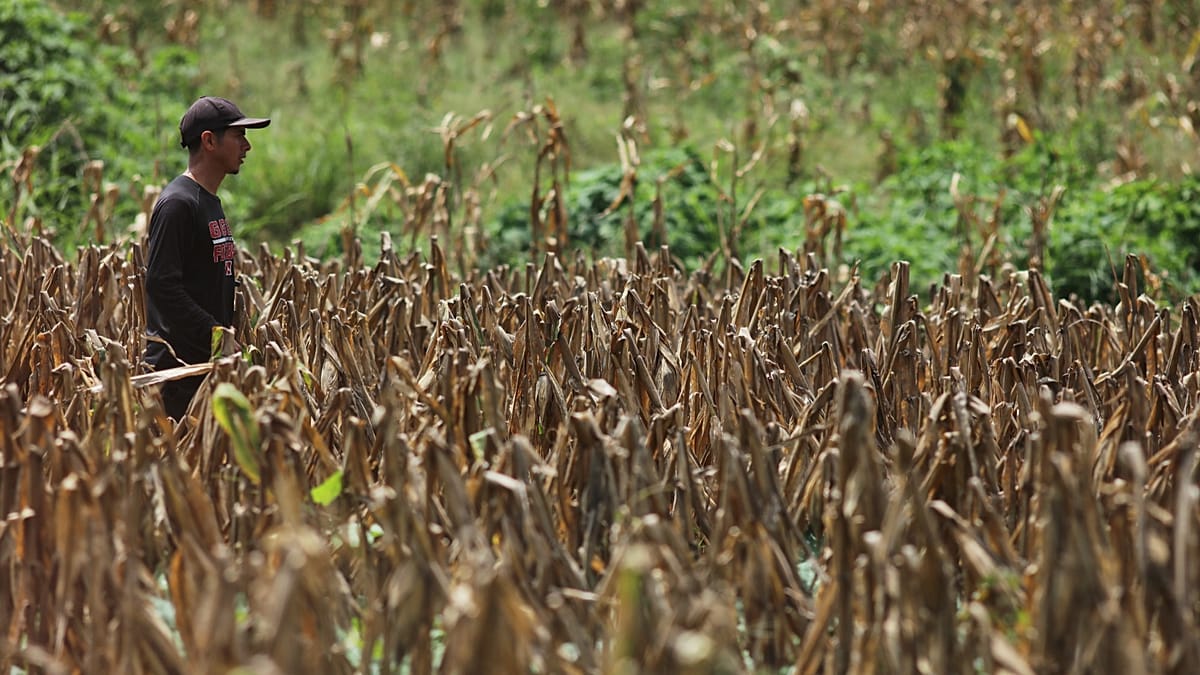 ONU alerta que El Niño de 2026 pode ser o mais intenso de sempre